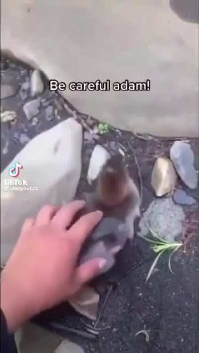 Duck rule