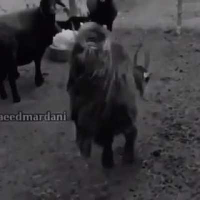 Mullah.3gp