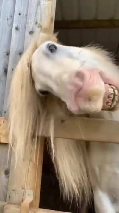 Derp of the year
