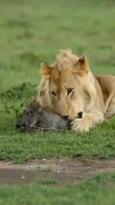 tenderizing your meat before dinner