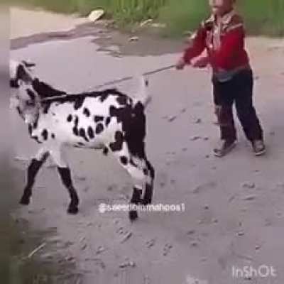 I’m surprised that goat lasted that long