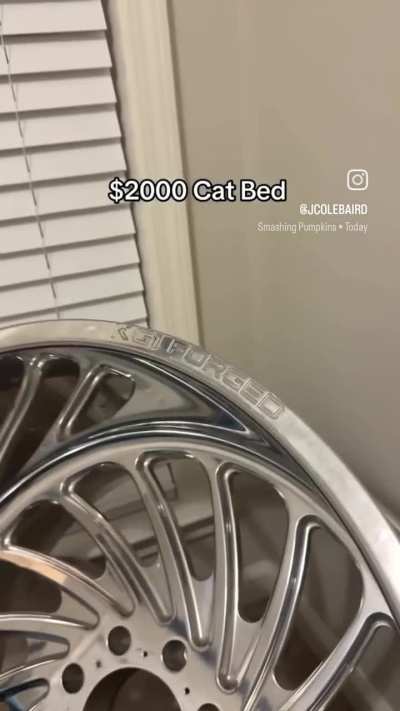 Cat bed