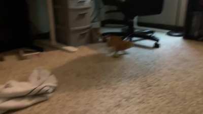 Athena is great at running and play fighting... just not at the same time