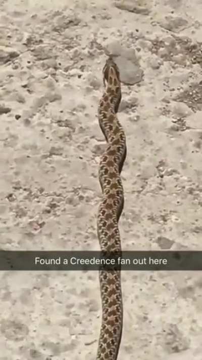 Thats a very groovy danger noodle