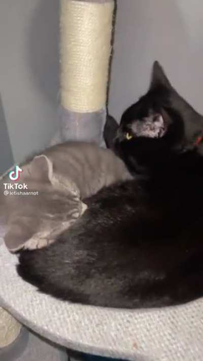 Poor lil guy