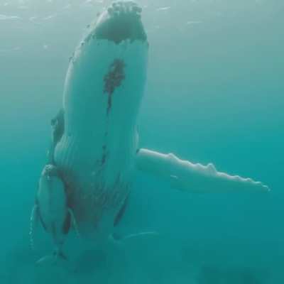 🔥 Mom and baby humpback whales