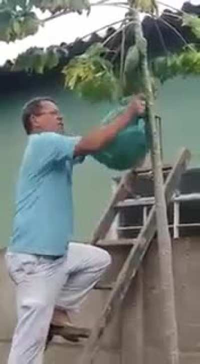 I can take out a wasp’s nest with my bare hands