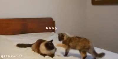 Boop... ok bye