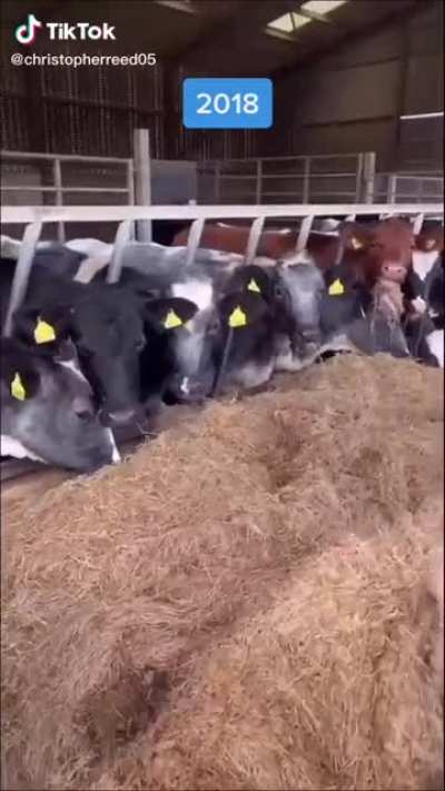 Just some farm memories.