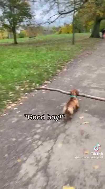 Everyone loves this hard working doggo