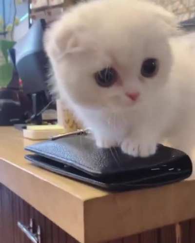 teeny little tail