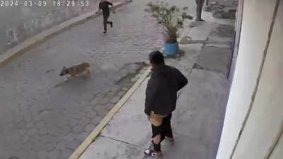 Friend : Don't worry, my puppies just want to play.
His Puppies-