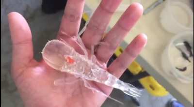 A scientist from Oregon found this sea creature called Cystisoma