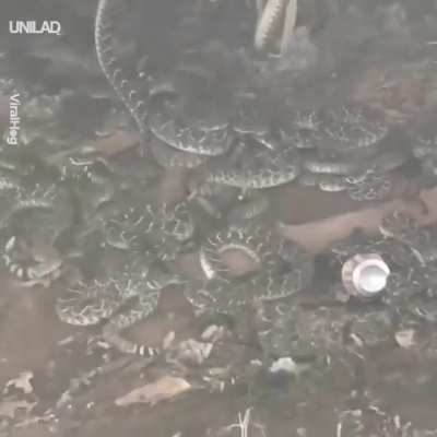 Discovering a rattlesnake den...in your backyard.