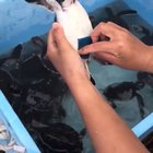Little turtle enjoying a good bath