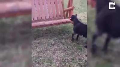 Poor little guy