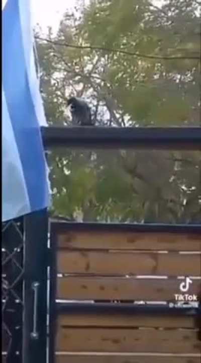 Smart birds...