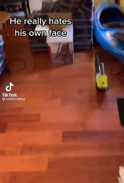 Insecure cat
