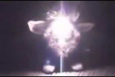 Furby vs Tesla coil