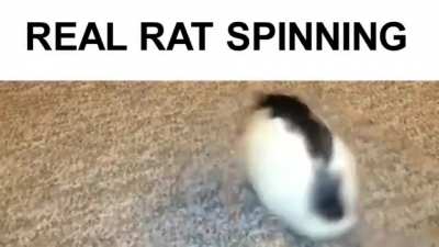 A spinning rat