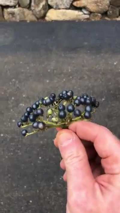 Listen to Chuck Berry (sound on)