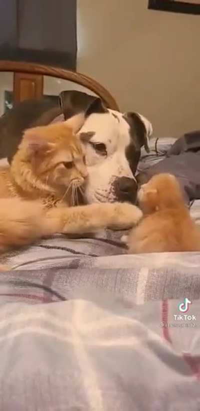 “Ok..this is your new step-child. Be gentle”.