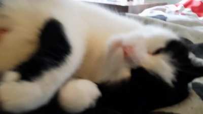 Nievi always loving belly rubs♥️