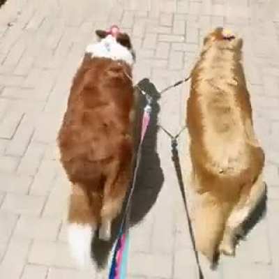 Synchronized walk..