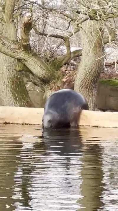 Seal flop