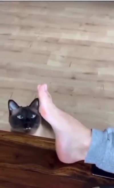 Siamese Hunting Chirps
