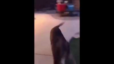Gorpus