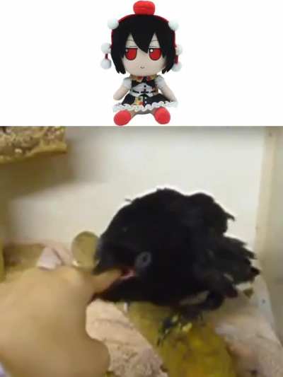🐦‍⬛