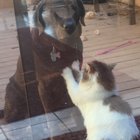 Making dog biscuits