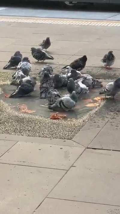 Borbs having a bath