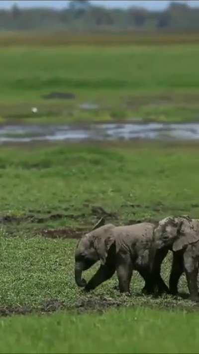 Wrestling in the mud
