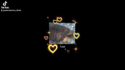 Tutel <3