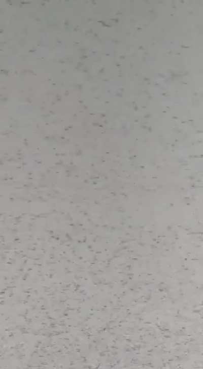 Locusts attack in Jaipur, India 2020 25-05-20, they are destroying crops