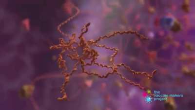 How COVID-19 mRNA Vaccines Work (2021) - A detailed animation showing the how a vaccine fights a COVID infection [00:01:58]