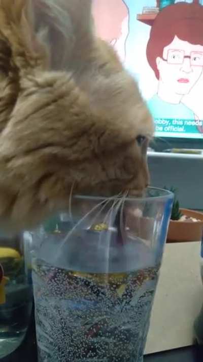 Do hydro kitties count?