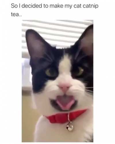 Catnip for a cat