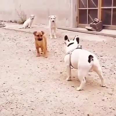 Dog karma!