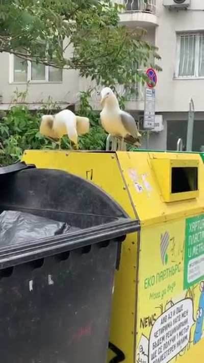 strange gulls