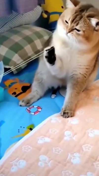 Tug of war Cat vs Rubber band 