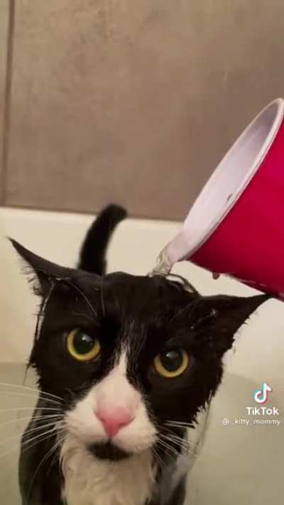 the RAGE in those eyes😳_kitty_mommy on tik tok