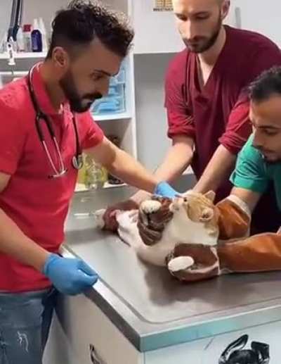 Cat not having a great day
