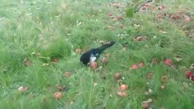 magpie binged on fermenting apples causing it to get drunk