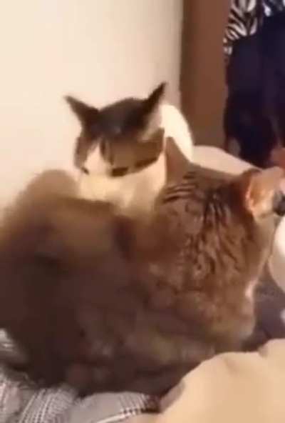 Bad kitty. (I'm sure this is a repost, but regardless, I thought it was funny.)