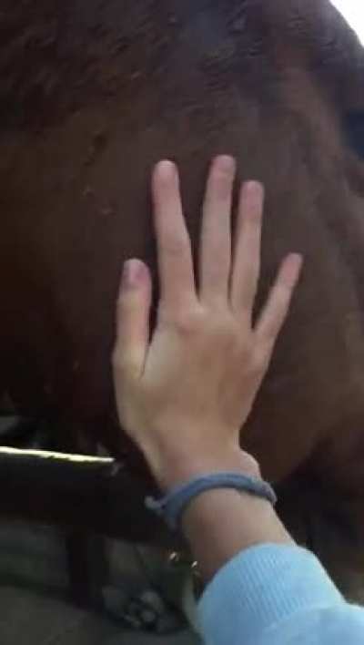 My sister got scared by a horse