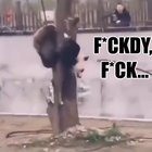 PANDUR