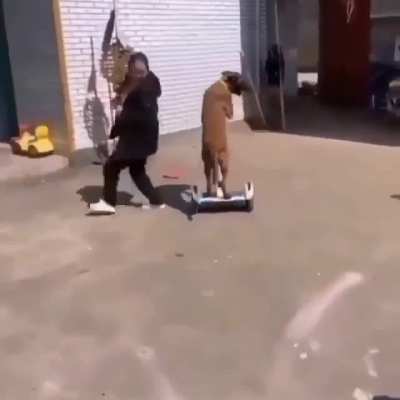 doggo